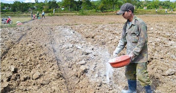 Hình 4. Xử lý đất bằng bột vôi