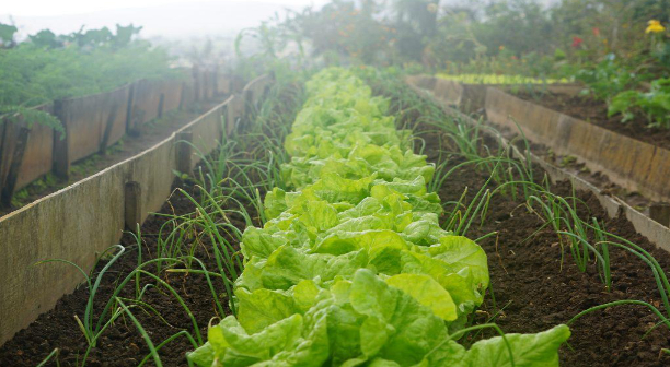 Hình 5. Trồng xen canh xà lách và hành lá