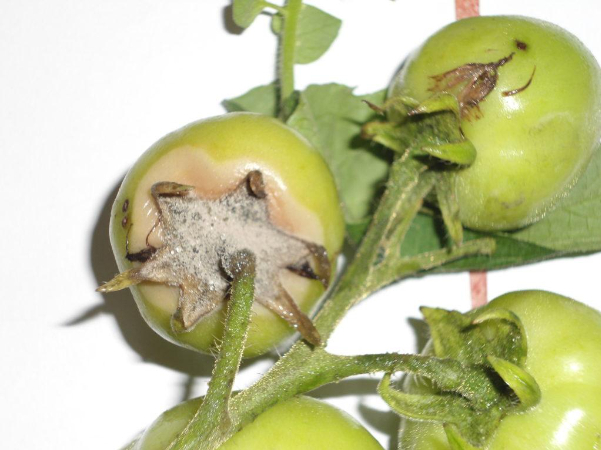 Hình 1. Sương mai trên cà chua