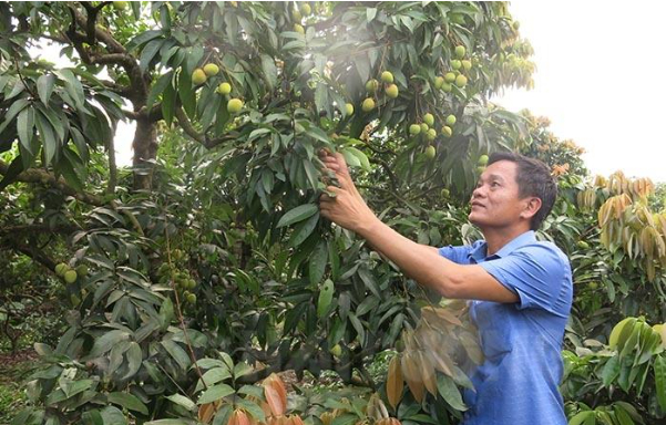 Hình 3. Thăm vườn kiểm dịch