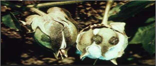 Hình 1. Bệnh thán thư bông