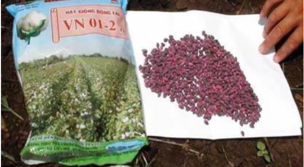 Hình 3. Chọn giống