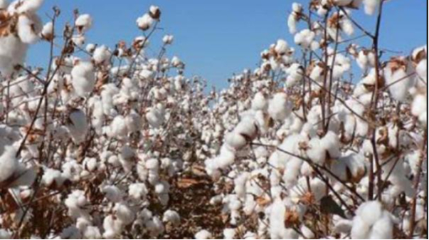 Hình 4. Canh tác hợp lý