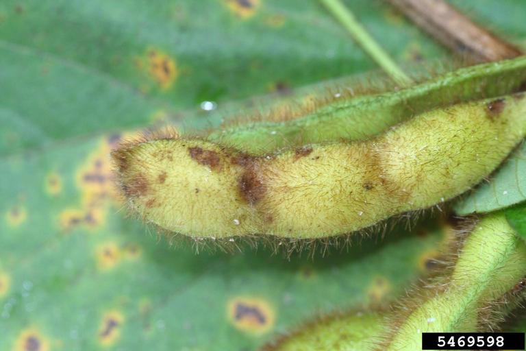 Hình 2. Quả đậu tương bị thán thư