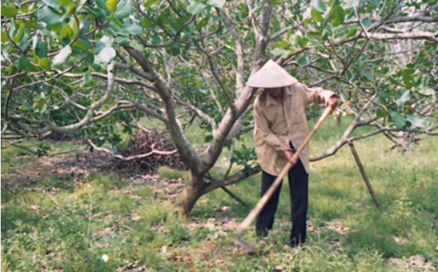 Hình 5. Thăm ruộng kiểm dịch