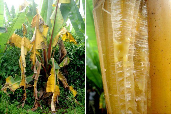 Hình 4. Hình ảnh hậu quả của bệnh thán thư trên chuối