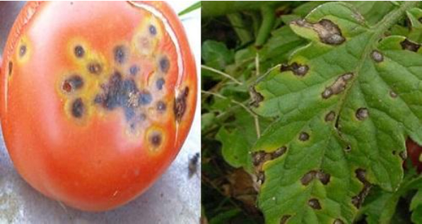 Hình 2. Bệnh thán thư gây hại trên cà chua