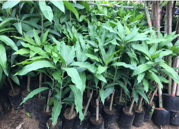 Hình 4. Chọn cây giống khỏe mạnh