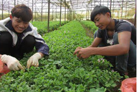 Hình 3. Chọn giống