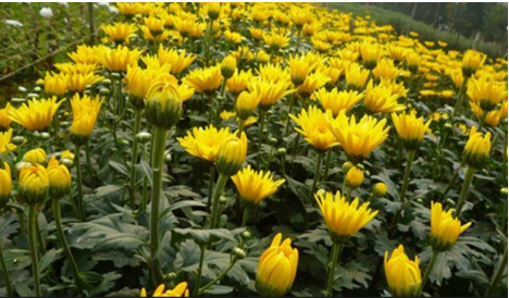 Hình 4. Canh tác hợp lý