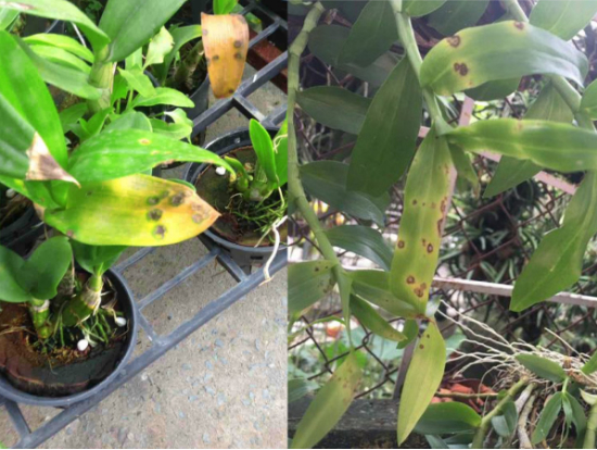 Hình 1. Bệnh thán ở cây hoa lan