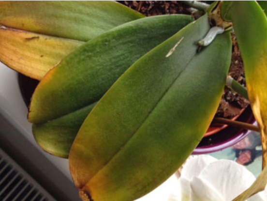 Hình 2. Triệu chứng bệnh hại