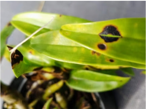 Hình 3. Điều kiện phát triển bệnh