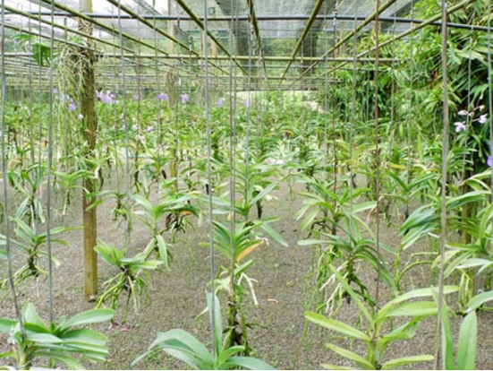 Hình 4. Cách trồng hoa lan