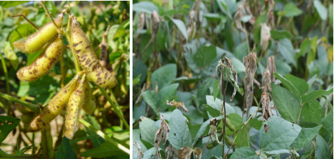 Hình 2. Dấu hiệu bệnh thán thư trên cây đậu tương (đậu nành)