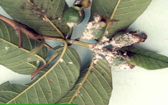 Hình 2. Triệu chứng trên lá của bệnh thán thư