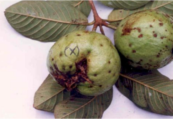 Hình 3. Quả bị bệnh thán thư