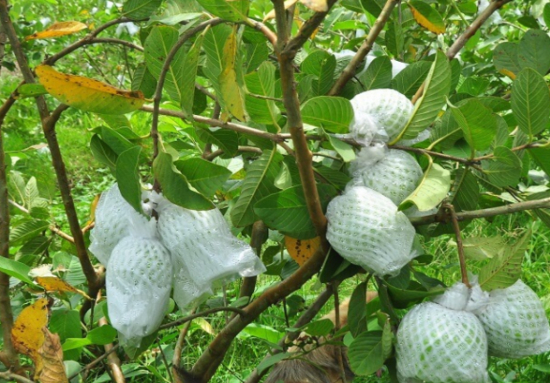 Hình 4. Bọc quả tránh nhiễm bệnh