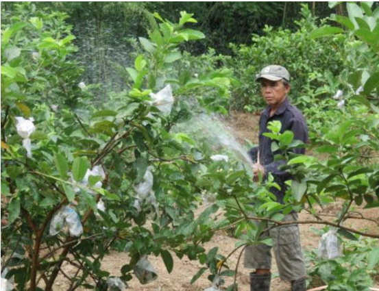 Hình 5. Phun thuốc trừ bệnh cho ổi