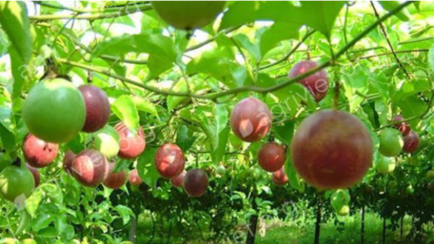 Hình 3. Khắc phục bệnh hại