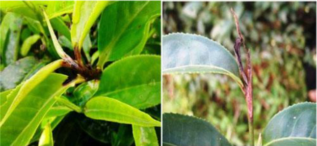 Hình 1: Bệnh thối búp cây chè 