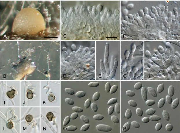 Hình 2: Colletotrichum Theae Petch và một số nấm cùng chủng gây hại