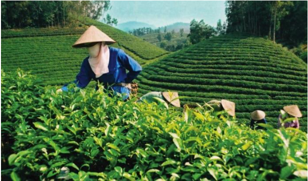 Hình 4: Chăm sóc, kiểm tra vườn chè