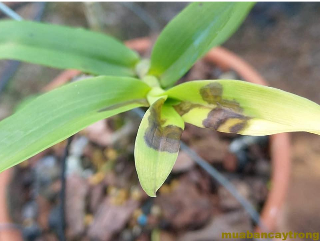 Hình 1. Ngọn hoa lan bị bệnh