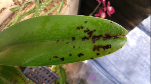 Hình 2. Vết bệnh xuất hiện trên lá