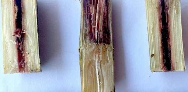 Hình 1: Bệnh thối đen ruột mía