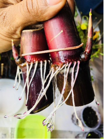 Hình 4: Chọn lọc hom giống