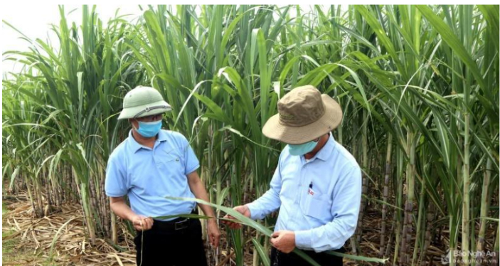 Hình 5: Thường xuyên kiểm tra ruộng 