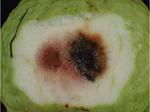 Hình 2: Phần cắt của quả ổi có vết bệnh 