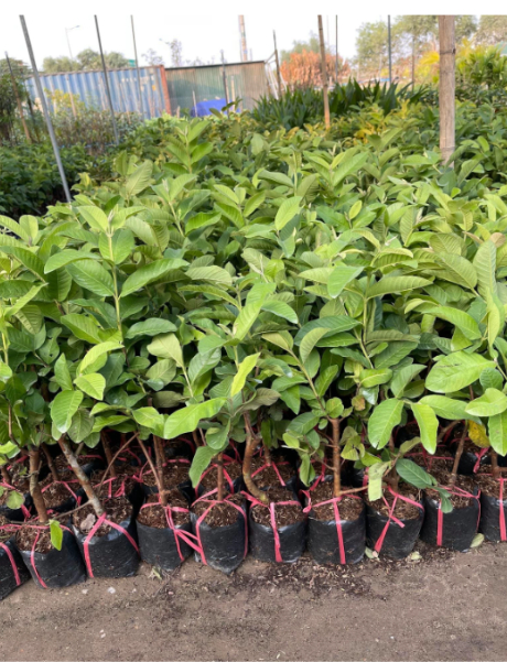 Hình 3: Lựa chọn giống ổi tốt