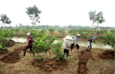 Hình 4: Kỹ thuật canh tác trồng ổi