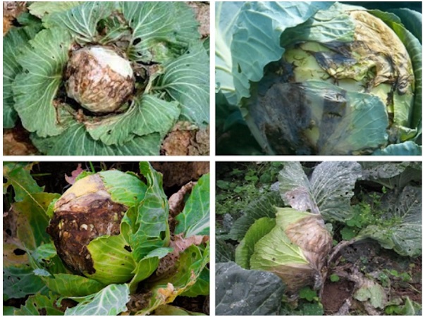 Hình 1. Bệnh thối hạch cải bắp