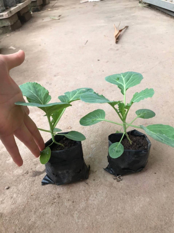 Hình 3. Chọn cây giống bắp cải khoẻ mạnh