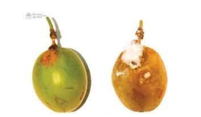 Hình 2. Trái chanh leo bị nhiễm bệnh thối hạch