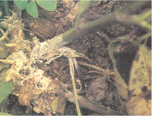 Hình 1. Bệnh trên cây lạc