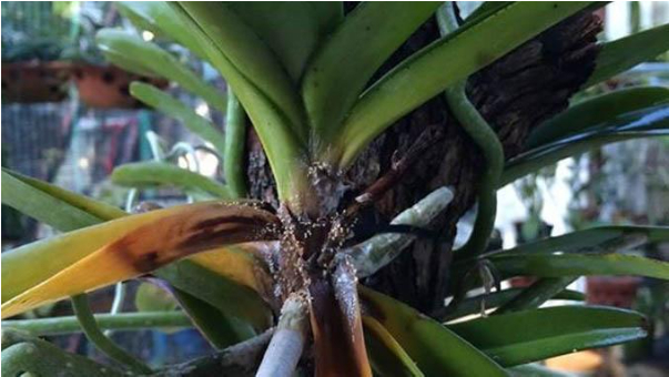 Hình 2. Thối hạch hoa lan