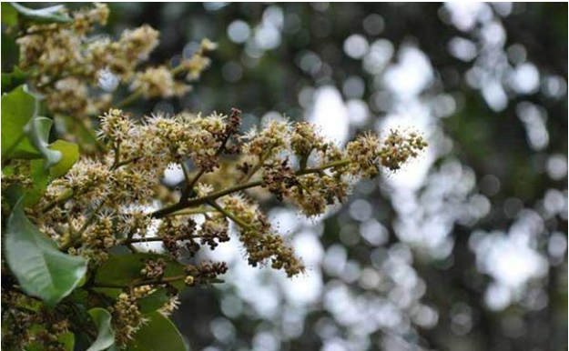 Hình 1. Bệnh thối hoa ở cây nhãn do nấm Oidium sp gây ra