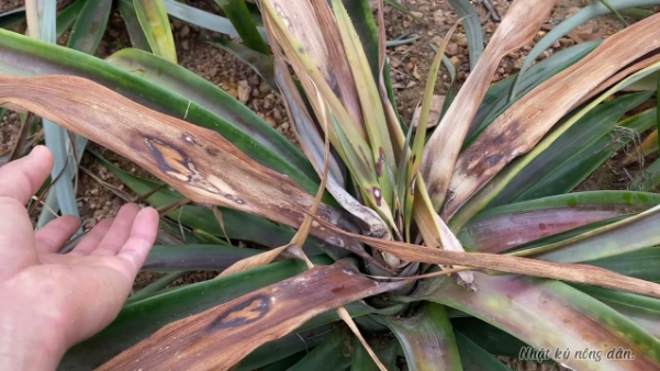 Hình 2: Bệnh ở giai đoạn khô lá và dễ gãy rụng