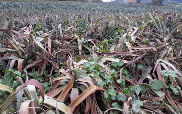 Hình 3: Hậu quả của bệnh thối nõn dứa để lại