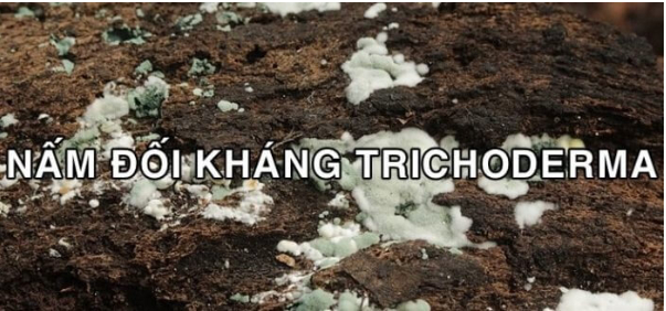 Hình 4: Sử dụng nấm đối kháng Trichoderma