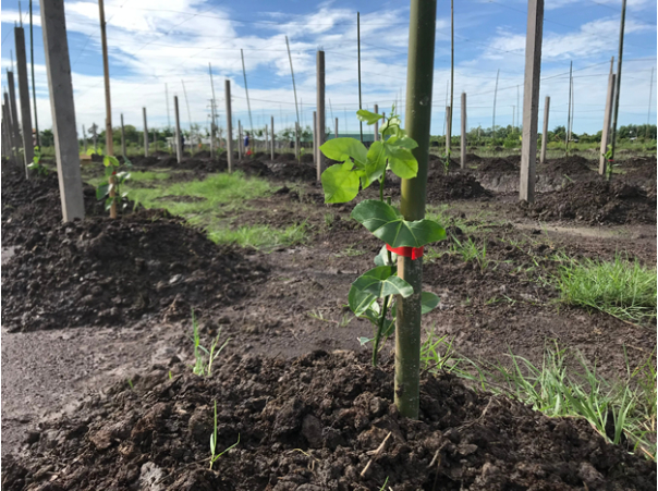 Hình 3. Canh tác chanh dây hợp lý