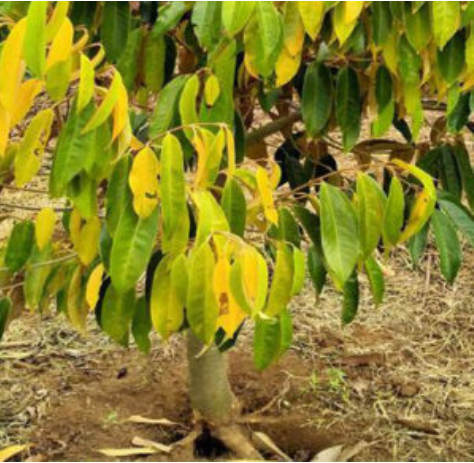 Hình 2. Triệu chứng vàng lá trên cây sầu riêng