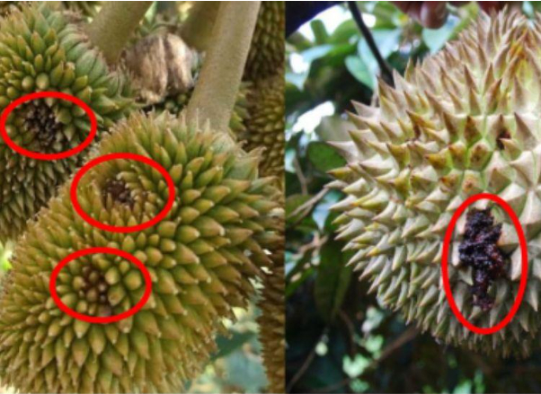 Hình 2. Vết bệnh trên trái sầu riêng