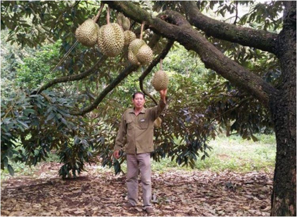 Hình 3. Thăm vườn kiểm dịch