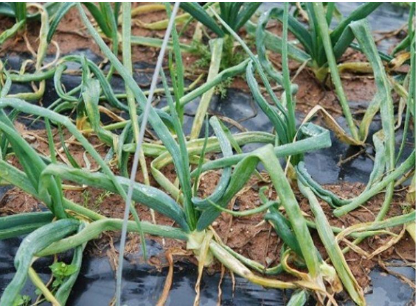 Hình 1. Bệnh thối ướt trên cây hành tây