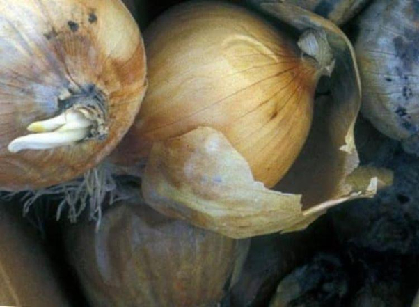 Hình 2. Củ hành tây bị bệnh